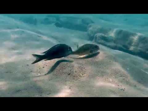 Callochromis macrops corteggiamento e accoppiamento