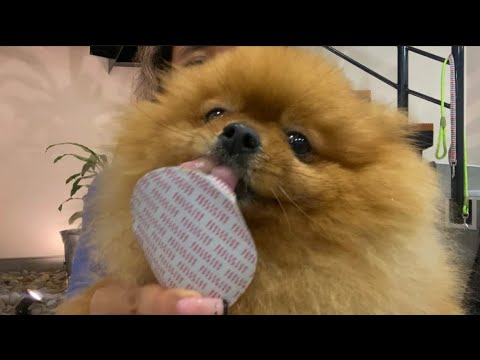 ASMR whisper ramble, mic eating and dog scratching