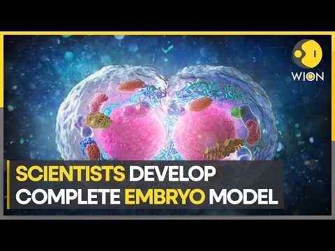 Scientists create embryo model without sperm, egg or womb | World News | WION