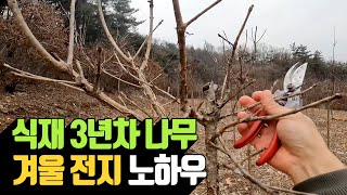 식재 3년차 나무 겨울 전지 노하우 | 나무대장