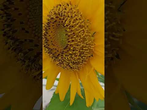 Naziya .nature #naturelovers sunflower