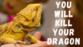 Don't Feed Mealworms To Dragons!