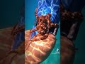 Freediving With Octopus 3