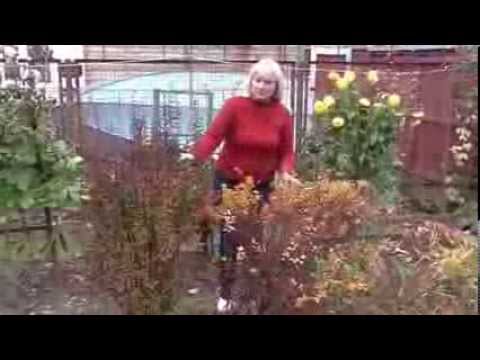 Дизайн сада. Посадка Барбариса