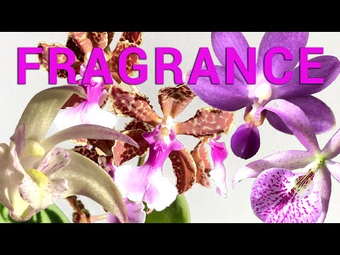 Orchids in Bloom in December - 11 Fragrant Windowsill Orchids