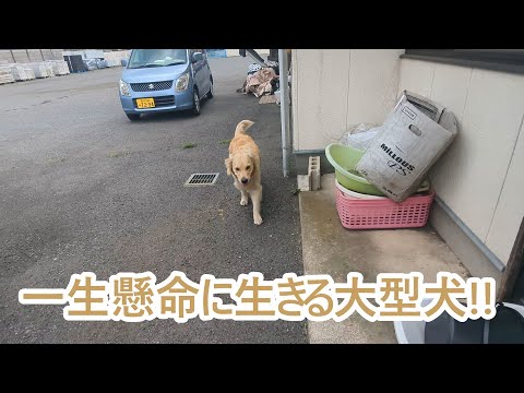 一生懸命に生きる大型犬。ゴールデンレトリバーティト