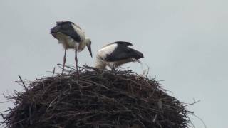preview picture of video 'European White Stork Nest'