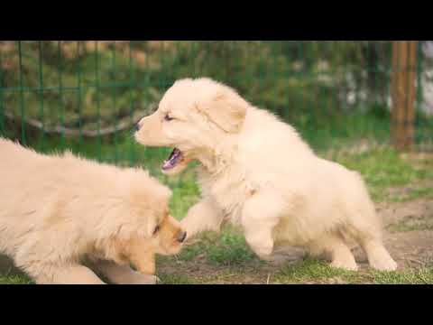 cuccioli golden #labradortoscana #goldentoscana #americangoldenretriever www.labradortoscana.it