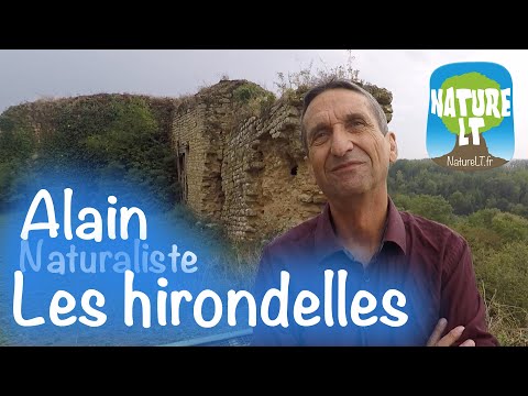 Les hirondelles (alimentation, reproduction, migration...) avec Alain - NatureLT, Acte 10