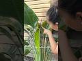 A plant hack to help your bird of paradise #planttips #plantlovers