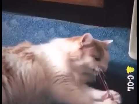 Kucing boleh bercakap