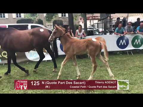 Sprinter Sacré Show 2018 : Lot 125 - N (Quote Part Des Sacart)