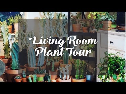 Updated Living Room Plant Tour | 2019