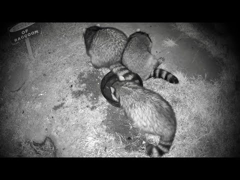 Round 5 🦝🦝🦝🥣 triple threat, raccoon feeding