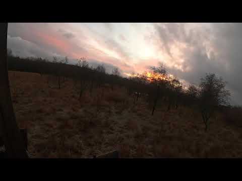 Passjakt, vakjakt dovhjort, kalv