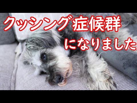 犬の多尿症と多飲症 – 原因と対処法