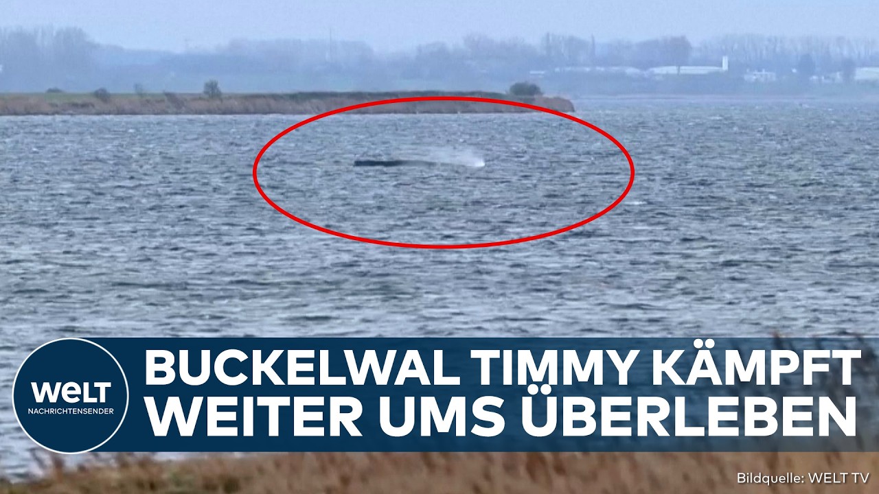 OSTSEE: Hoffnung schwindet – Buckelwal Timmy kämpft immer noch ums Überleben