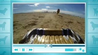 Tough Dogs - Dogs Rule! Cats...Not So Much - Disney Channel Official