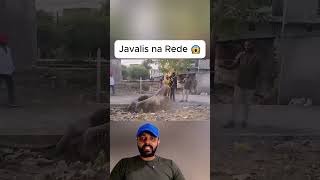 Javalis na Rede 😱