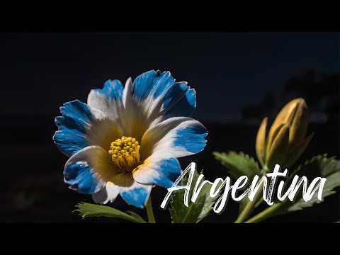 Tango Flowers Chill 🎶 Argentinian Lofi Beats 🇦🇷 | Relax & Focus with Style