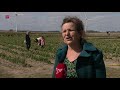 Filerijden voor zelf geplukt bosje tulpen in Biddinghuizen.