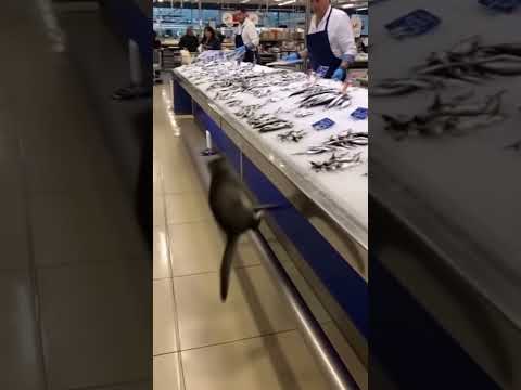 🐱 Un chat vole une sardine chez Intermarché – fou rire des clients 😂 #chat #viral #cat #shortvideo