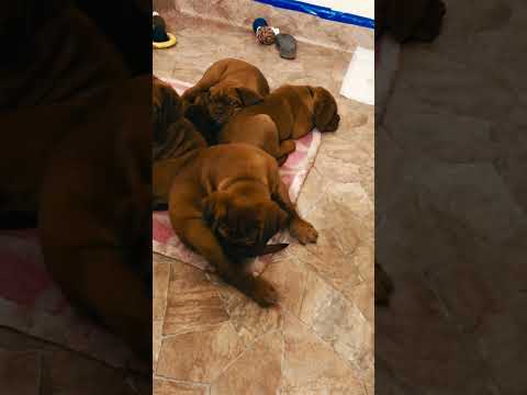 Perros Dogo de Burdeos en venta