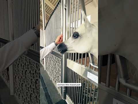 Al Sabeel tour of Al Shaqab in Doha, Qatar.