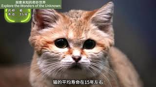 生命之奧秘 : 從短暫到永恆的動物世界！#自然紀錄片 #生命探索 #奇趣生態