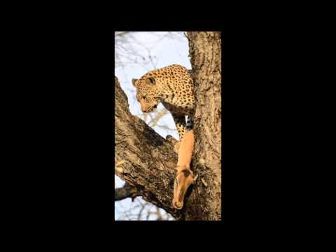 Leopard hoisting Impala kill