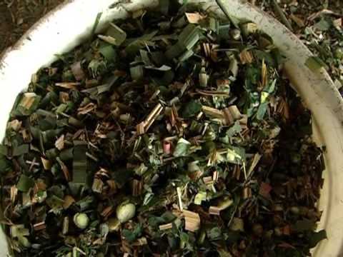 Cómo cultivar Moringa Oleifera - TvAgro por Juan Gonzalo Angel