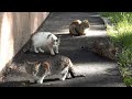 Cats Are Not Friendly