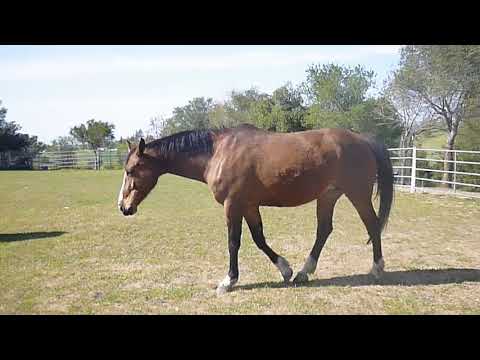 Bravoura (Baloubet du Rouet x Darco x Voltaire)