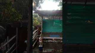 Download lagu Rumah burung/sangkar diatas taman.. mp3