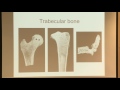 Lecture 11: Trabecular Bone and Osteoporosis