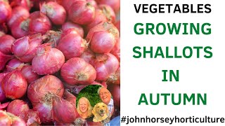 HOW TO PLANT SHALLOT SETS - AUTUMN PLANTING OF SHALLOT SETS