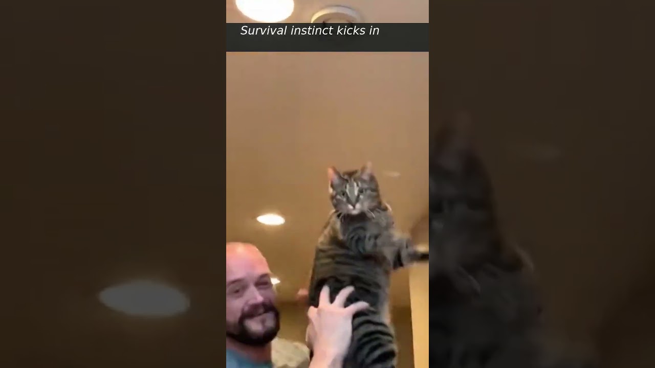 Cute Animals Caught on Camera | Real, Unfiltered Moments