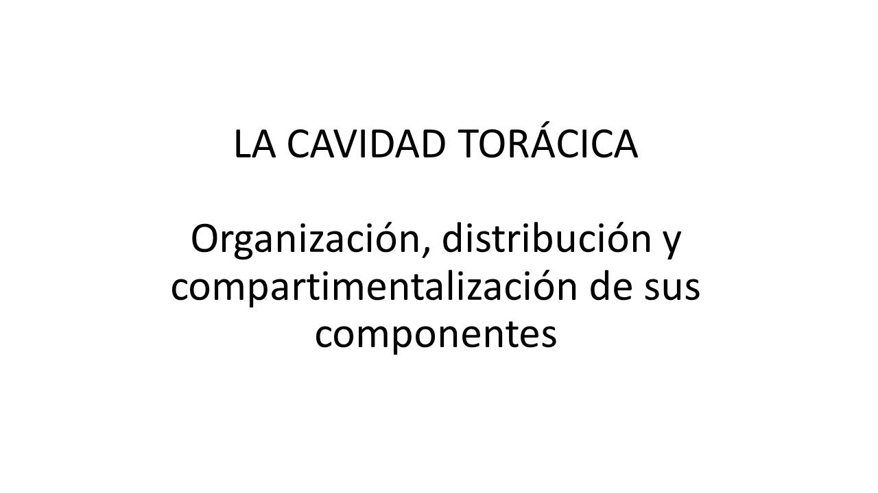 cavidad toracica en mamíferos. Organización y divisiones