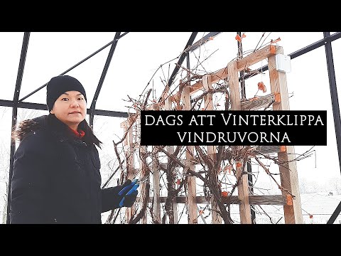 , title : 'Hur jag klipper vindruvor på vintern | Leva hållbart på villatomt'