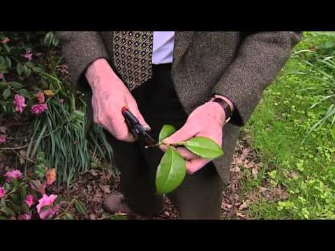 Cuttings from chamelias