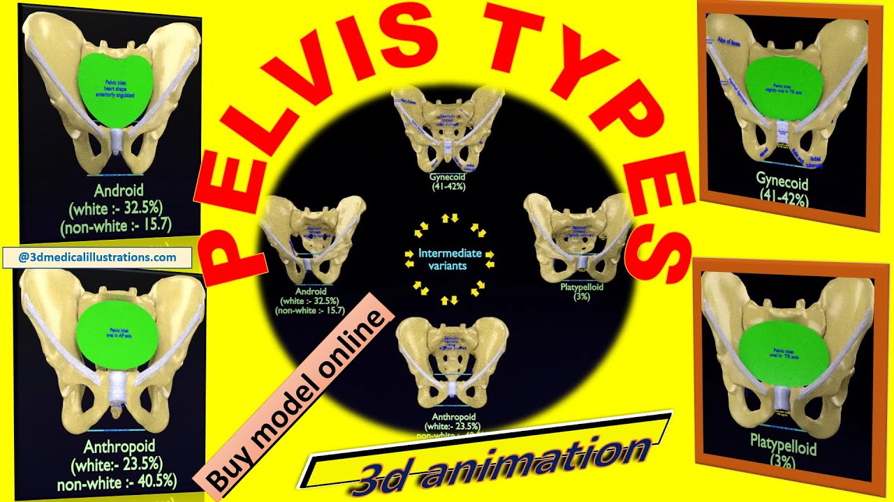 Pelvis types hip bone labelled detailed 3D Model