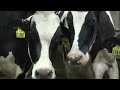 Kinnard Farms Dairy Tour