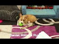 Welsh Corgi Pembroke dogs for sale: Honey - Video 1