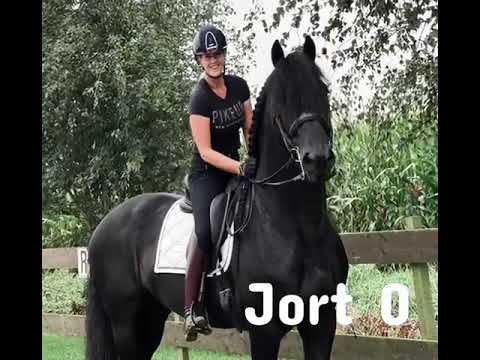 Stal Okkema's Jort - Maurits x Heinse - star stallion - 2011 - 168m