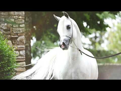 Arabian Horse Magazine -Excalibur EA - Al Saqran Stud - Version 2019