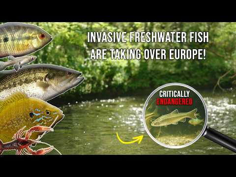 Invasive fiskearter i Europa