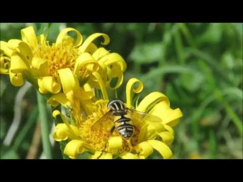 Livet i Trädgården Del 1 -  Life in the Garden Part 1