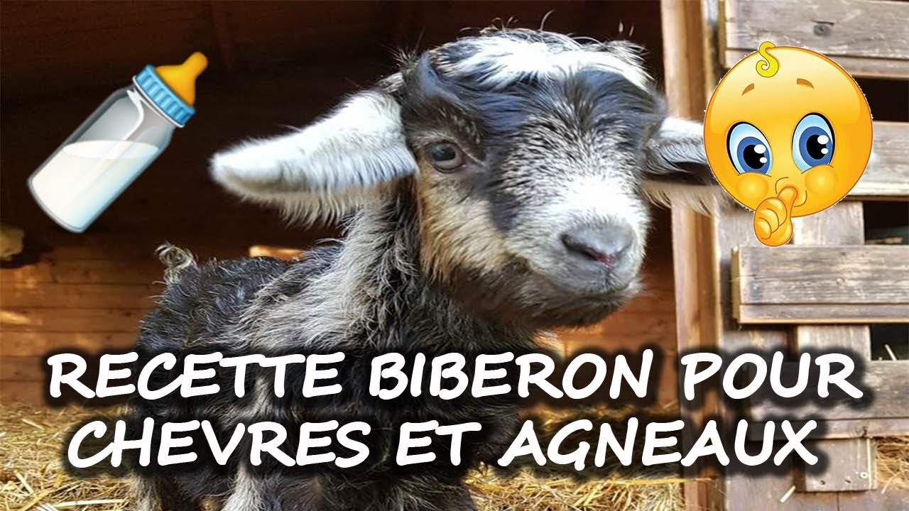 Recette Biberon pour Agneaux et Chevreaux