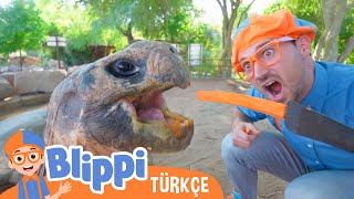 Blippi Bir Hayvanat Bahçesini Ziyaret Ediyor | Blippi Türkçe - Çocukla