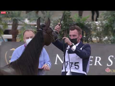N 175 ASIA AL JASSIM   23rd Qatar National Arabian Horse Show   Yearling Fillies Class 3C